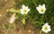 White Zephyranthes