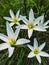 The white Zephyranthes candida are blooms