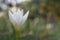 White zephyranthes flower (Zephyranthes carinata)