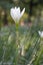 White zephyranthes flower (Zephyranthes carinata)