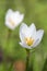 White Zephyranthes lily
