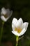 White Zephyranthes lily