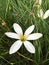 White Zephyranthes minuta flower