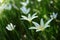 White Zephyranthes minuta flowers