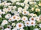 White Zinnia Angustifolia, the narrow-leaf zinnia blooming in the garden, Hybrids between Z. angustifolia and other species.