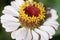 White zinnia flower with a circle of yellow disk flowers.