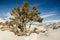 Whitebark pine (Pinus albicaulis)