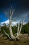 Whitebark pine tree, Crater Lake National Park, Oregon