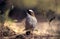 Whitebrowed Sparrow-weaver