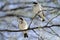 Whitebrowed sparrow-weaver Plocepasser mahali, Hwange National Park, Zimbabwe, Africa