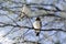 Whitebrowed sparrow-weaver Plocepasser mahali, Hwange National Park, Zimbabwe, Africa