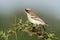 Whitebrowed sparrowweaver
