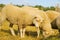 Whitefaced Woodland sheep grazing in the farm in the daylight