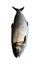 Whitefish (Coregonus lavaretus