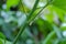 Whiteflies on mango tree