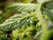 Whiteflies sucking on a tomato leaf