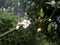 Whiteflower,  Nature beauty, mobiclickz, photography