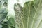 Whitefly Aleyrodes proletella agricultural pest on cabbage leaf