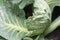 Whitefly Aleyrodes proletella agricultural pest on cabbage leaf