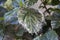 Whitefly infestation on Hibiscus