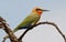 Whitefronted Bee-eater