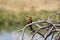 Whitefronted bee eater bird