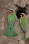 Whitefronted Bee Eaters - Botswana