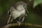 Whitehead Endemic Passerine of New Zealand