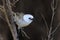 Whitehead Endemic Passerine of New Zealand