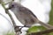 Whitehead Endemic Passerine of New Zealand