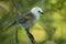 Whitehead - Mohoua albicilla - popokatea small bird from New Zealand, white head and grey body