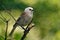 Whitehead - Mohoua albicilla - popokatea small bird from New Zealand, white head and grey body