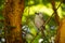 Whitehead - Mohoua albicilla - popokatea small bird from New Zealand, white head and grey body,  passerine bird endemic to New