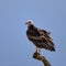 Whiteheaded vulture