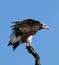 Whiteheaded vulture against blue sky