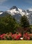 Whitehorse Mountain Rhododendrons Cascade Mountains Washington
