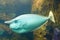 Whitemargin unicornfish Naso annulatus, also known as the Banded unicornfish, Bluefin unicornfish, Longhorn unicornfish