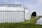 Whitened greenhouses