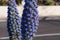 Whitening bruise, echium candicans is an ornamental garden plant from Madeira Island.
