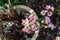 Whitered pink flower in garden pot