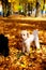 Whites poodle in autumn park beautiful autumn leaves.