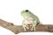 Whites Tree Frog