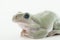 Whites Tree Frog