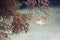 Whitespoted pygmy filefish