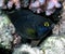 A Whitespotted Devil Plectroglyphidodon lacrymatus in the Red Sea