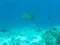 Whitespotted eagle ray in the depths of the Indian ocean, Maldive islands