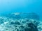 Whitespotted eagle ray in the depths of the Indian ocean, Maldives