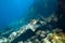 Whitespotted Eagle Ray swimming between the reef rocks of Marianne island