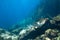 Whitespotted Eagle Ray swimming between the reef rocks of Marianne island