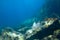 Whitespotted Eagle Ray swimming between the reef rocks of Marianne island